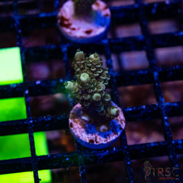 Blue Green Acro P05