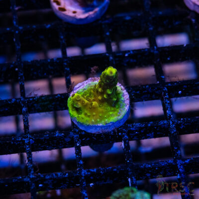 Green Goblin Acro P07