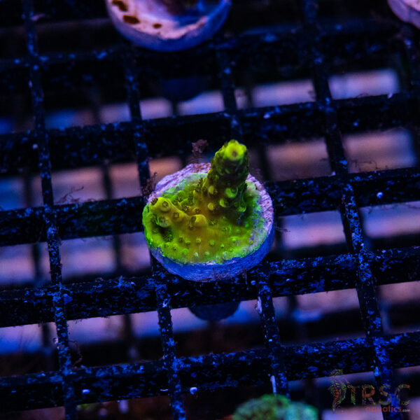 Green Goblin Acro P07
