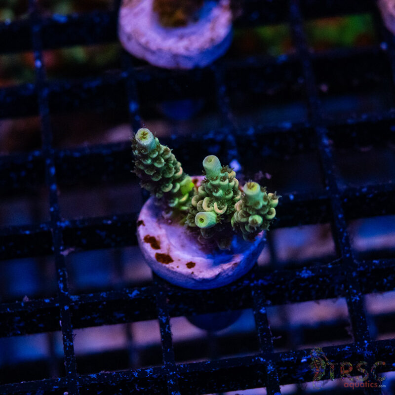 TRSC Aquatics
