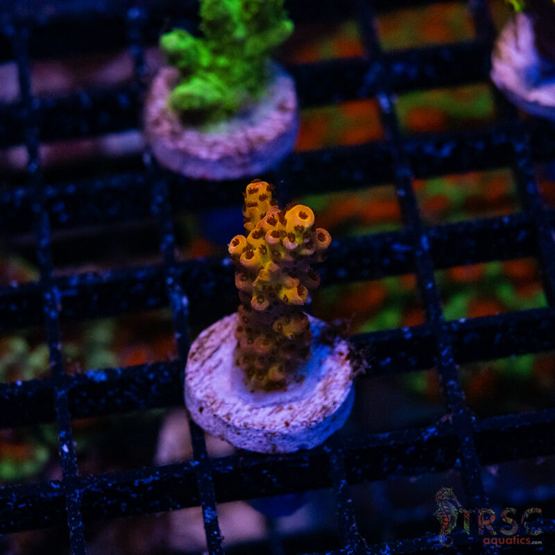 TRSC Aquatics