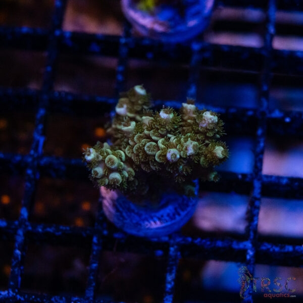 Blue Green Acro Q04
