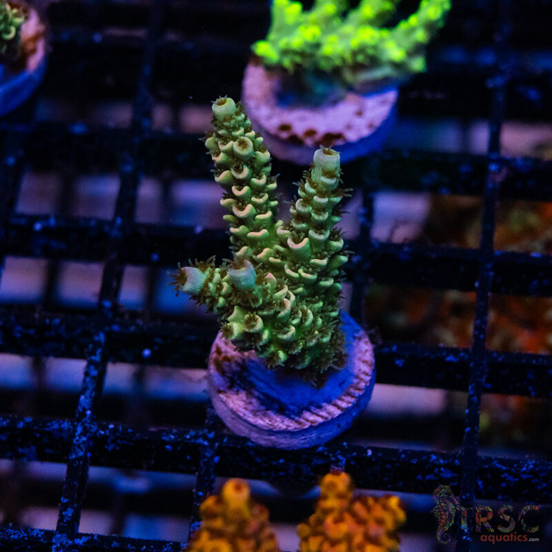 TRSC Aquatics