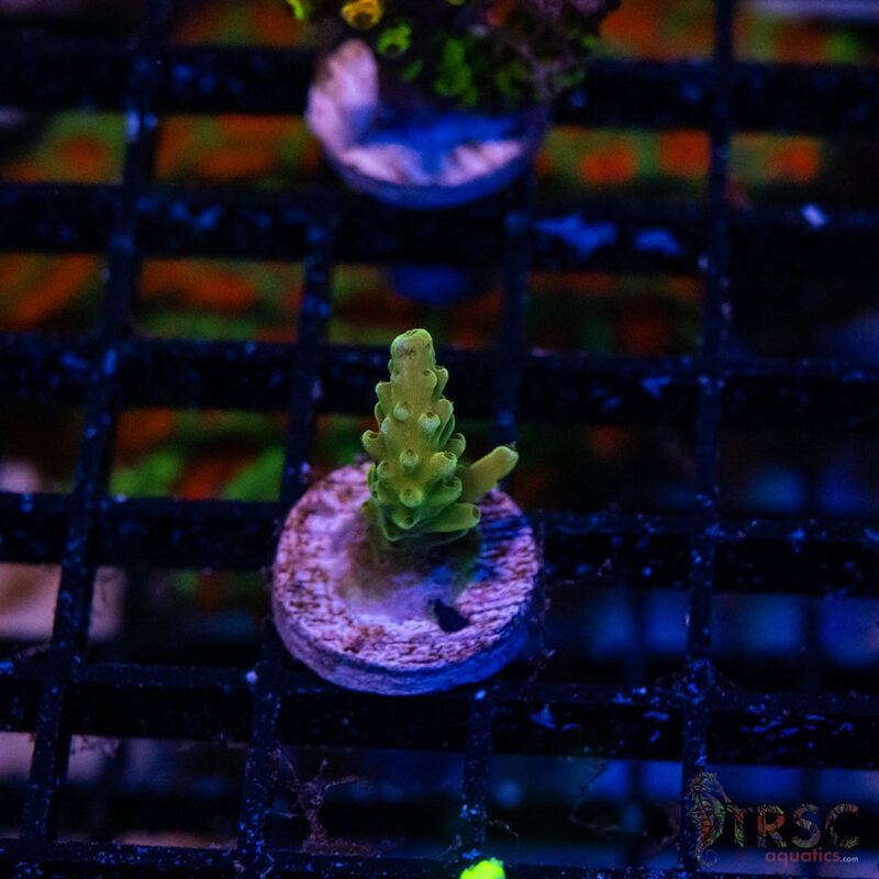 TRSC Aquatics