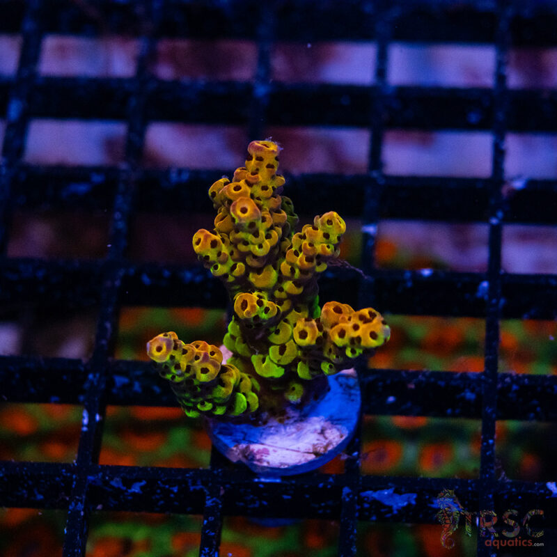 TRSC Aquatics