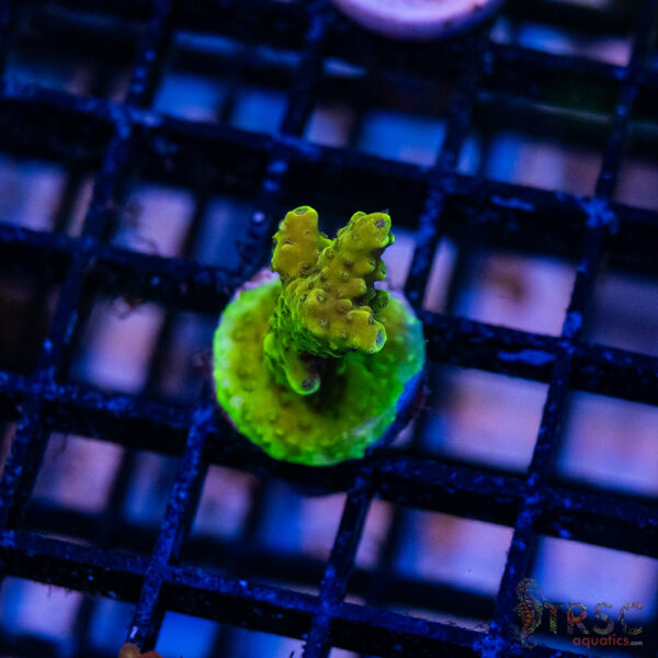 Green Goblin Acro R01