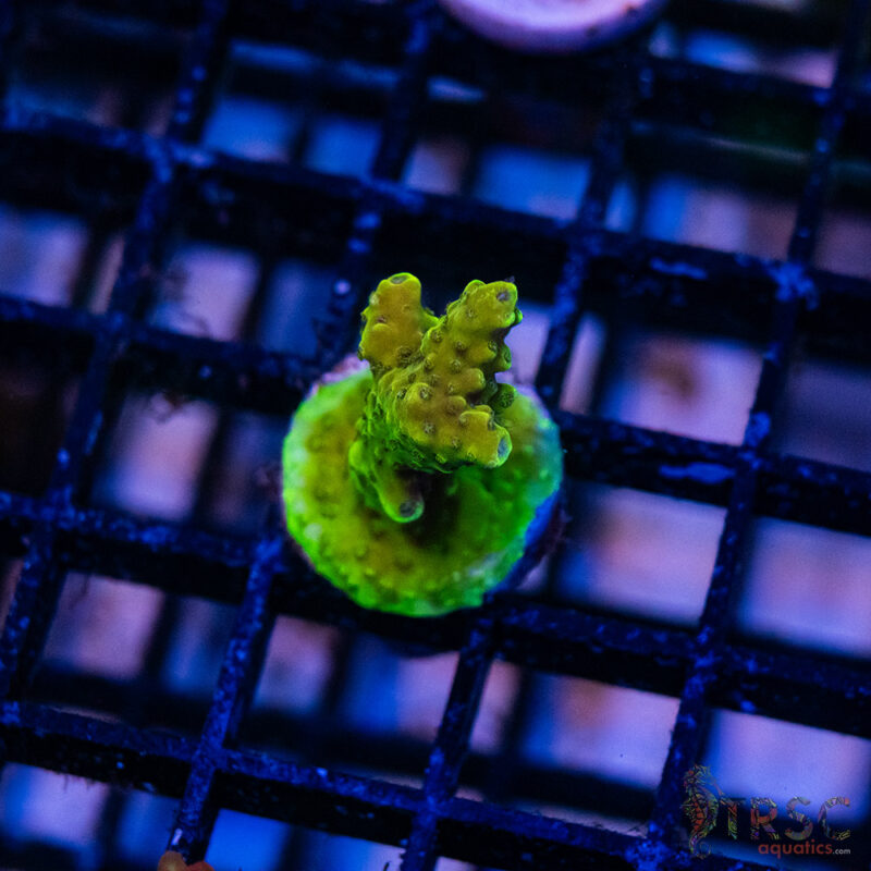 TRSC Aquatics