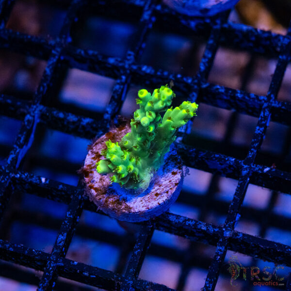 Mint Julip Acro R02