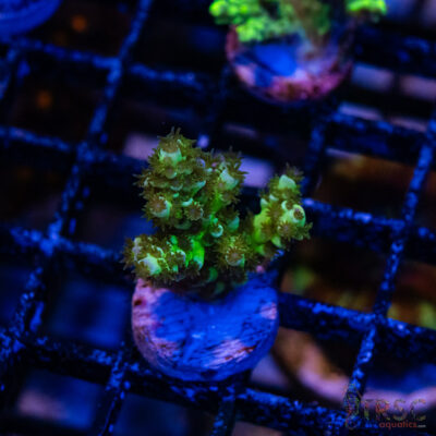 Blue Green Acro K04