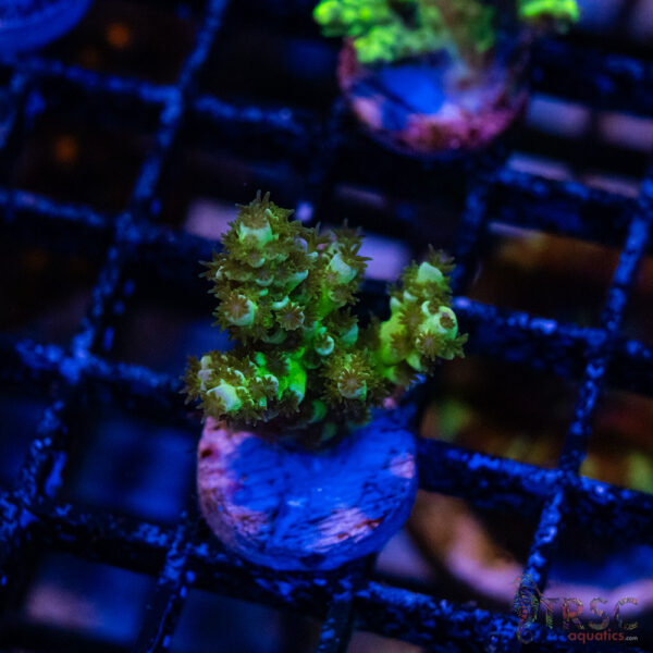 Blue Green Acro R03