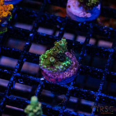 Blue Green Acro R06