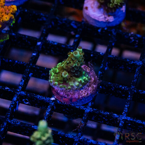 Blue Green Acro R06