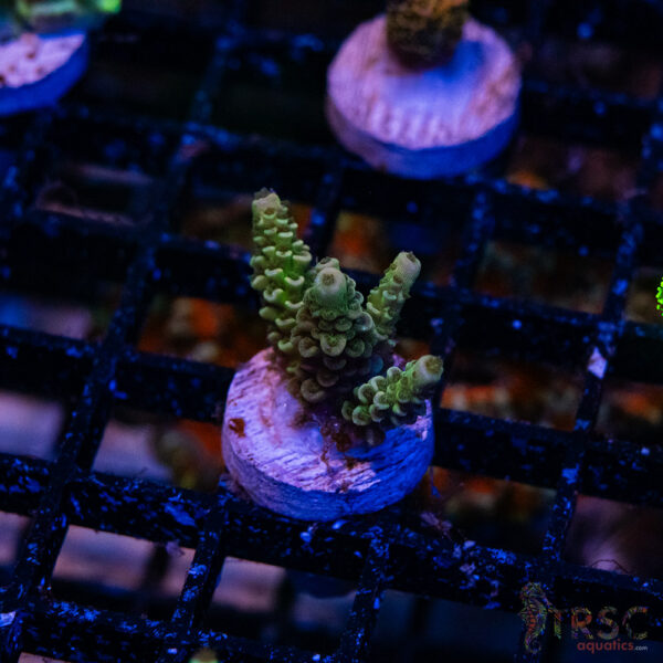 Blue Green Acro R07