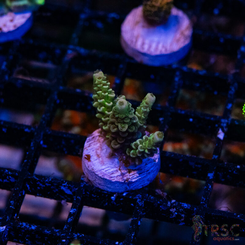 TRSC Aquatics