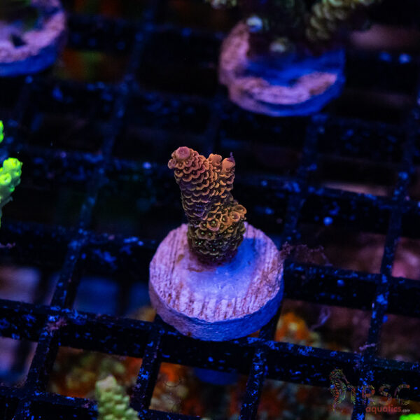 Rainbow Milli Acro R08