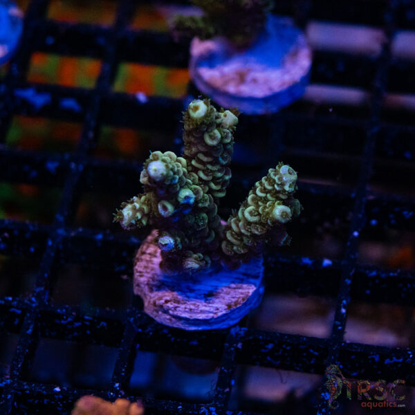 Blue Green Acro R09