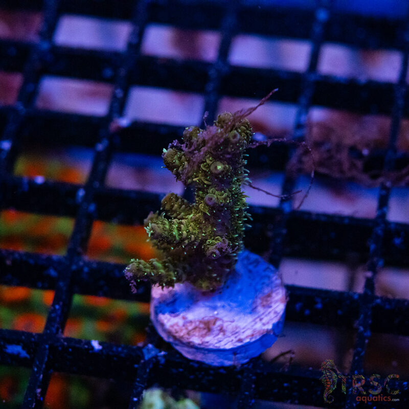 TRSC Aquatics
