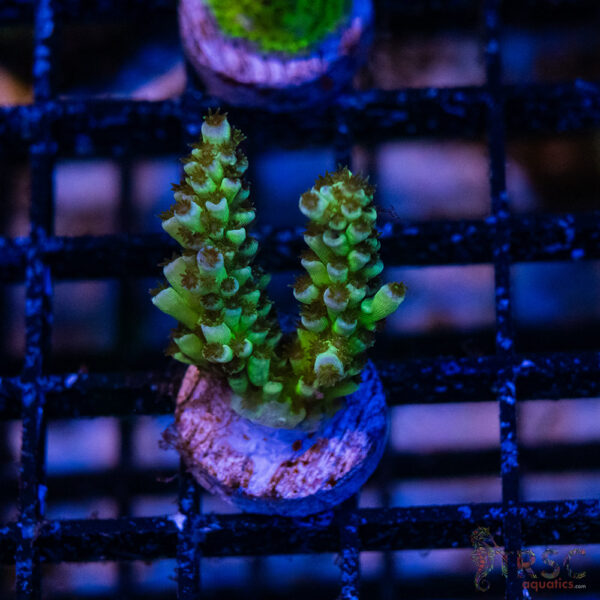 Blue Green Acro S02