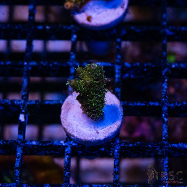Green Milli Acro S04
