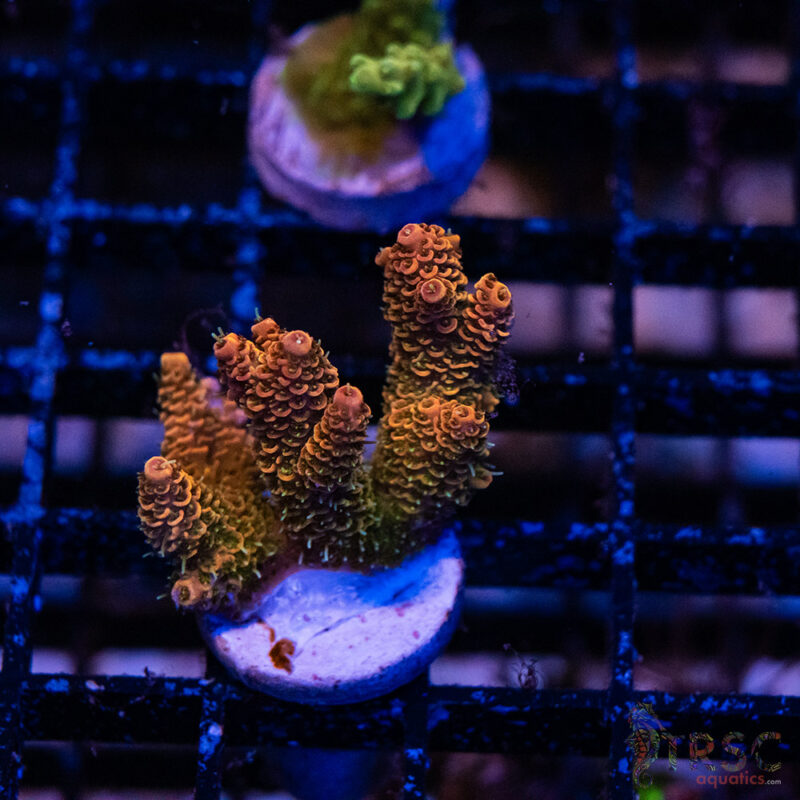 TRSC Aquatics
