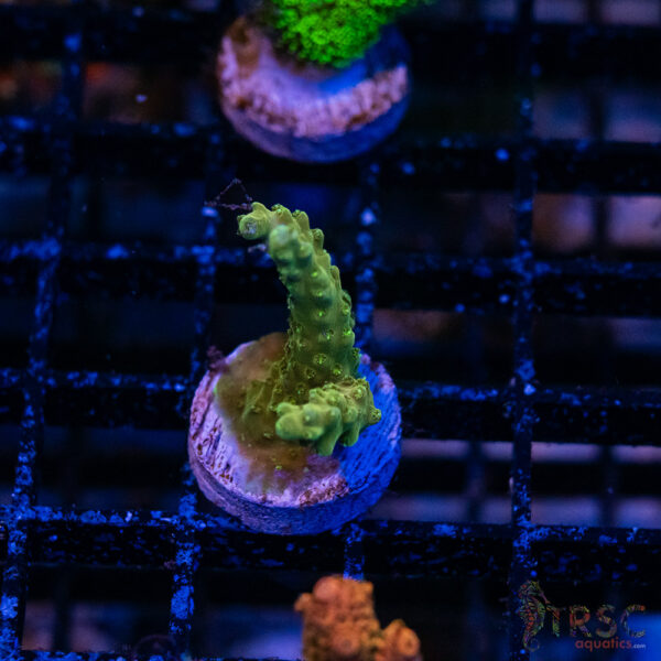 Green Goblin Acro S06