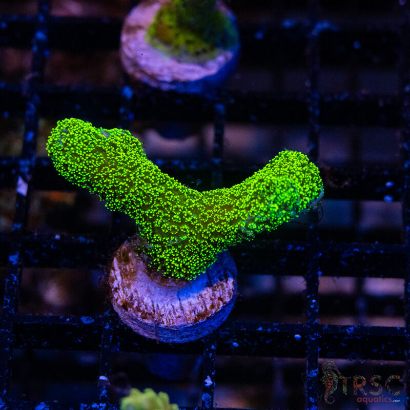 TRSC Aquatics