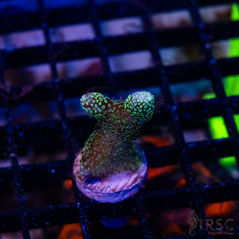 TRSC Aquatics