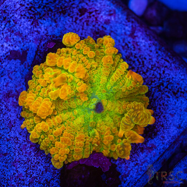 Fantastic Flame Bounce Mushroom H12