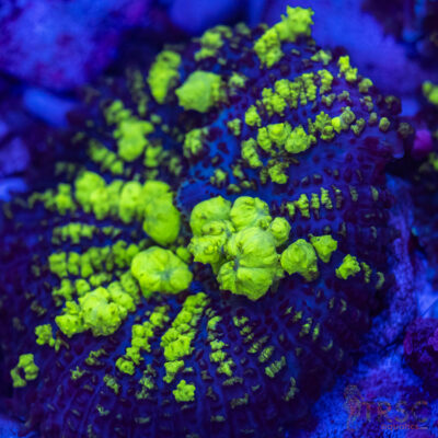 Uranium Bounce Rhodactis Mushroom 3+ S4