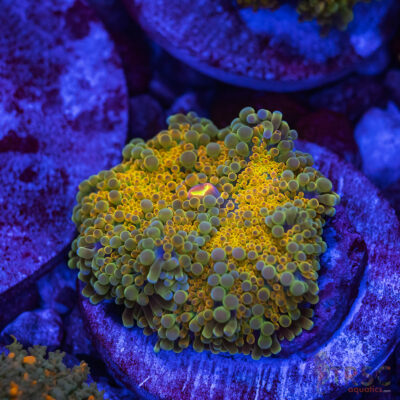 Sunset Rainbow Yuma Mushroom S3