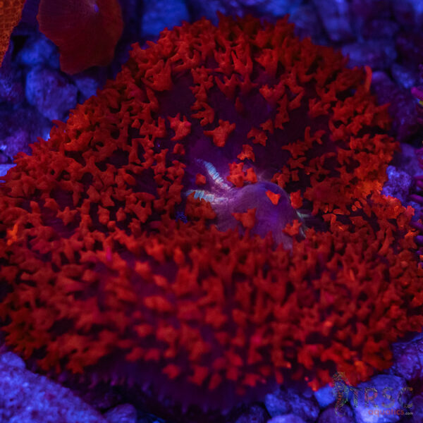 Red St. Thomas Mushroom S1