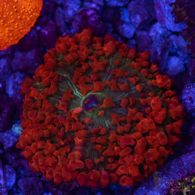 Red St. Thomas Mushroom S2