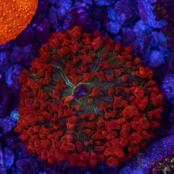 Red St. Thomas Mushroom S2