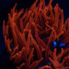 Aquacultured Blackwidow Anemone  RBTA 3-4"+ A02