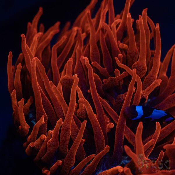 Aquacultured Blackwidow Anemone  RBTA 3-4"+ A02