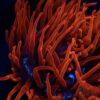 Aquacultured Blackwidow Anemone RBTA 3-4"+ A03 2 UTS070725 WIDOW A03