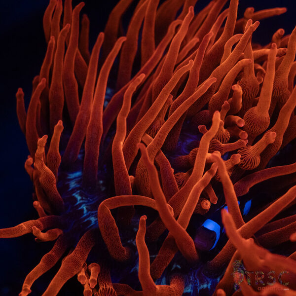 Aquacultured Blackwidow Anemone  RBTA 3-4"+ A03