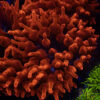 Aquacultured Blackwidow Anemone  RBTA 3-4"+ A04