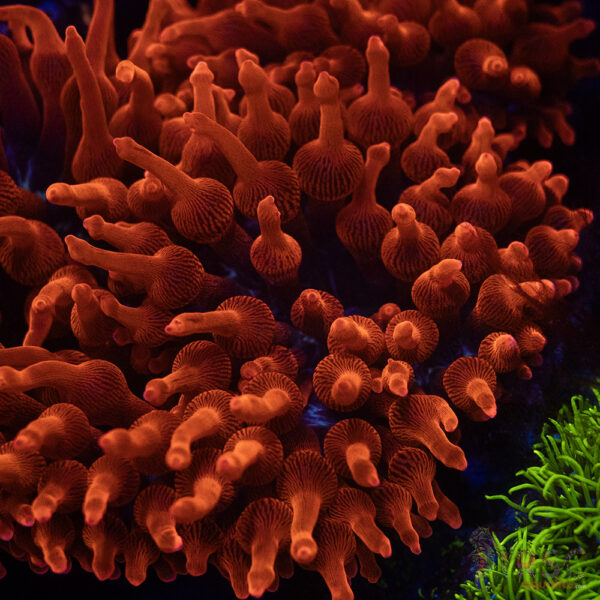 Aquacultured Blackwidow Anemone  RBTA 3-4"+ A04