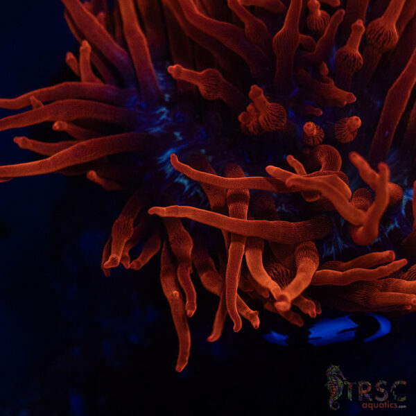 Aquacultured Blackwidow Anemone  RBTA 3-4"+ A07