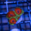 TRSC Premium Acan A01 2 UTS072025 ACAN A01