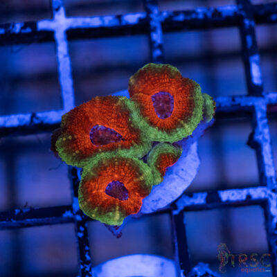 TRSC Premium Acan A01