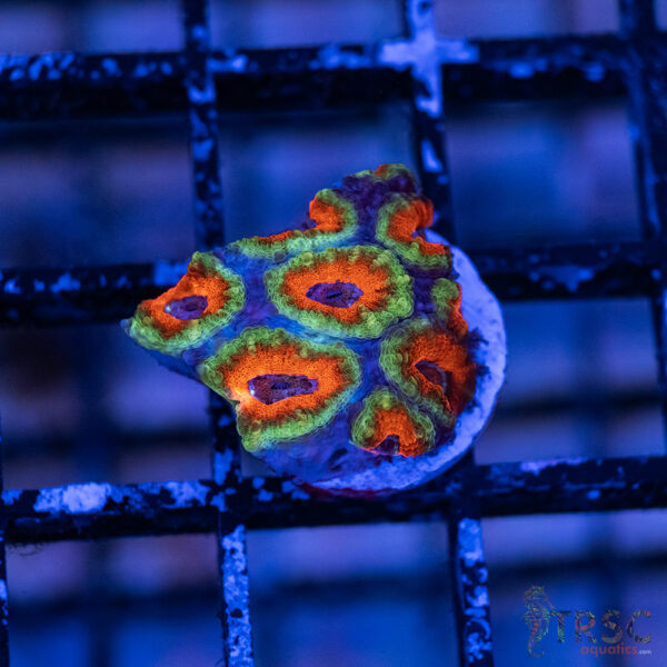 TRSC Premium Acan A02