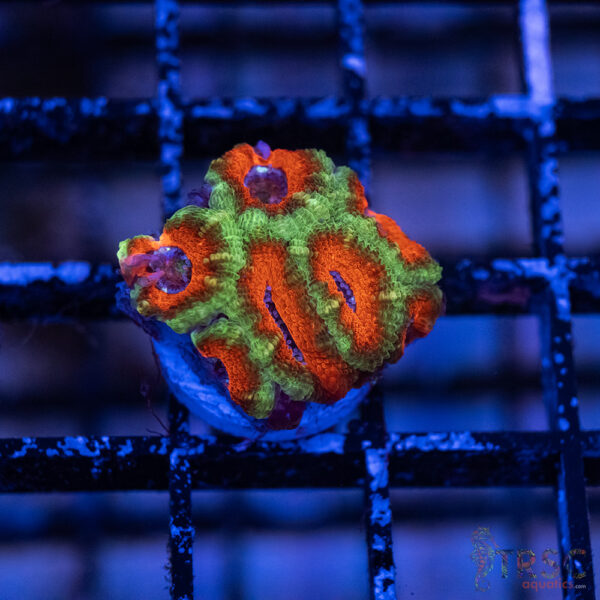 TRSC Premium Acan A03