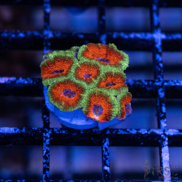 TRSC Premium Acan A04