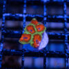 TRSC Premium Acan A05
