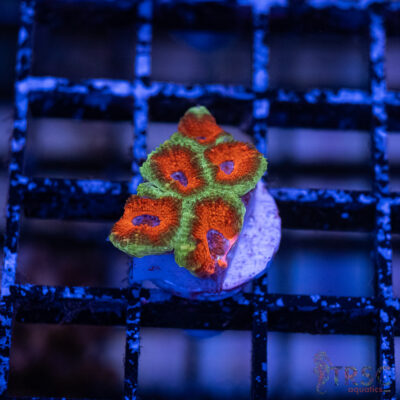 TRSC Premium Acan A05