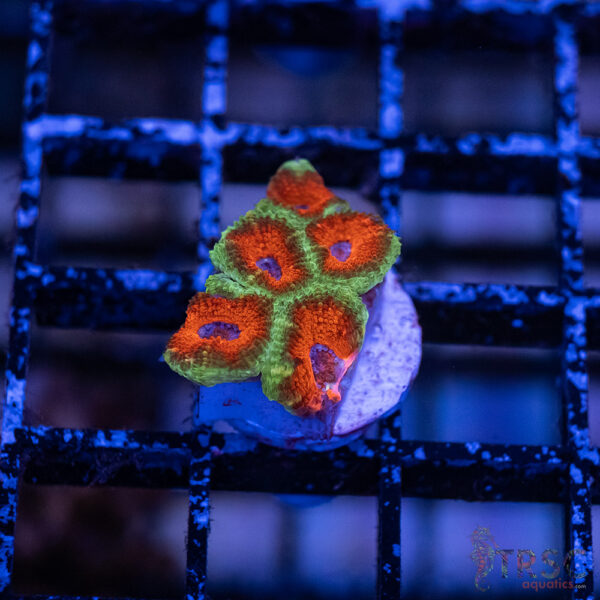 TRSC Premium Acan A05