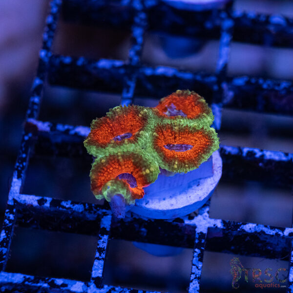 TRSC Premium Acan A06