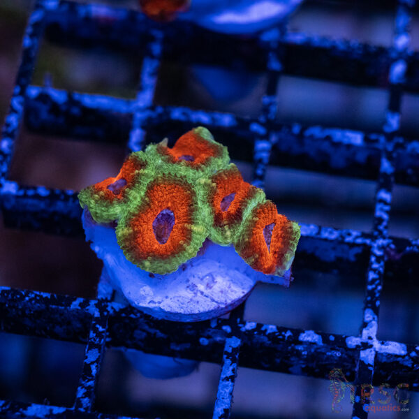TRSC Premium Acan A07